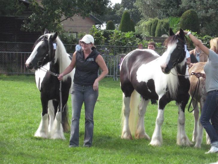 Kåring i NSvT Holland 15 sept. 07 - 2 hopper en cob og en grai billede 6