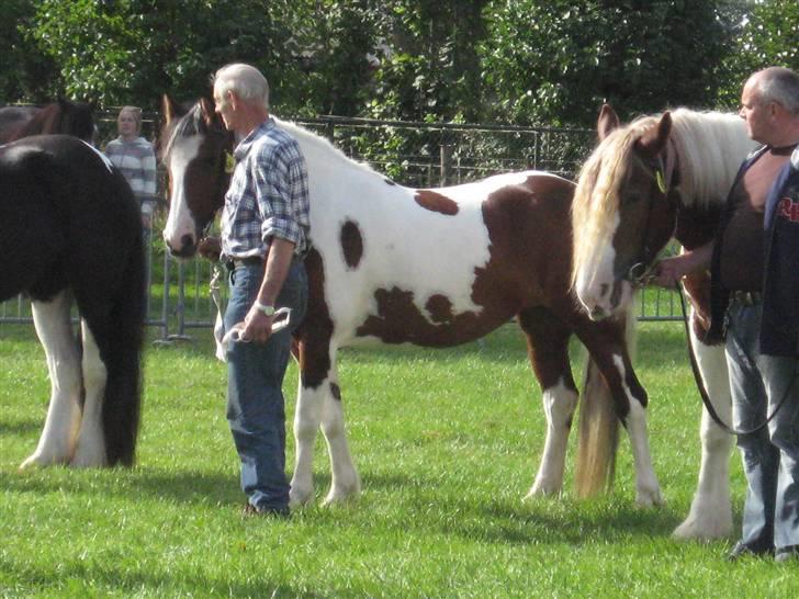 Kåring i NSvT Holland 15 sept. 07 - Hoppen i midten er en grai billede 7