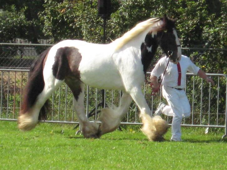 Kåring i NSvT Holland 15 sept. 07 - Vallak af typen vanner billede 12