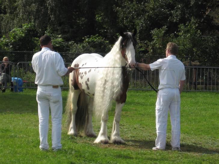 Kåring i NSvT Holland 15 sept. 07 - Hoppe vanner billede 16