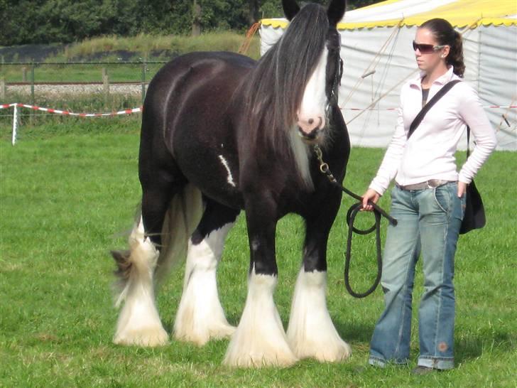 Kåring i NSvT Holland 15 sept. 07 - Vallak billede 17