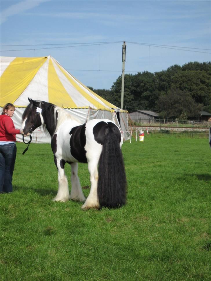 Kåring i NSvT Holland 15 sept. 07 - Vanner vallak billede 18