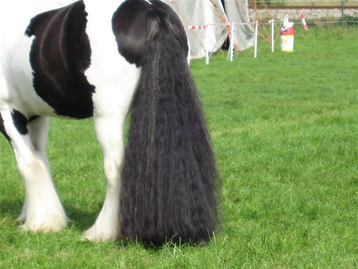 Kåring i NSvT Holland 15 sept. 07 billede 19