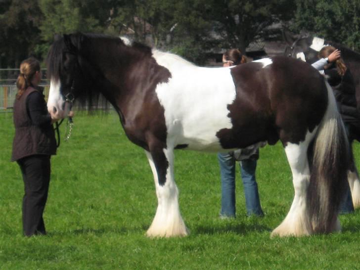 Kåring i NSvT Holland 15 sept. 07 - En kanon smuk vallak på 163 cm billede 25