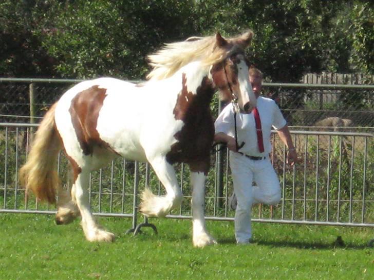 Kåring i NSvT Holland 15 sept. 07 - Lækker vanner hoppe billede 26