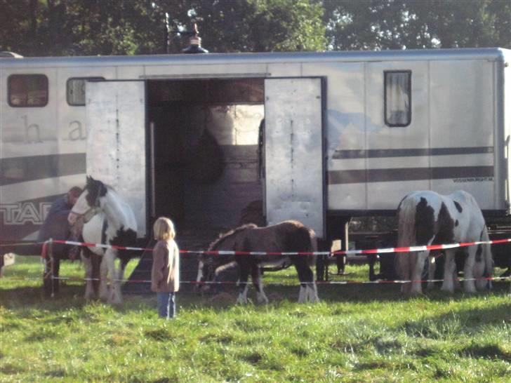 Kåring i NSvT Holland 15 sept. 07 - Hvad skal vi med bokse, nææ hestene skal ud og værer billede 27