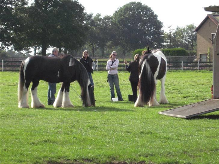 Kåring i NSvT Holland 15 sept. 07 - Små snak inden hestene læsses. billede 32