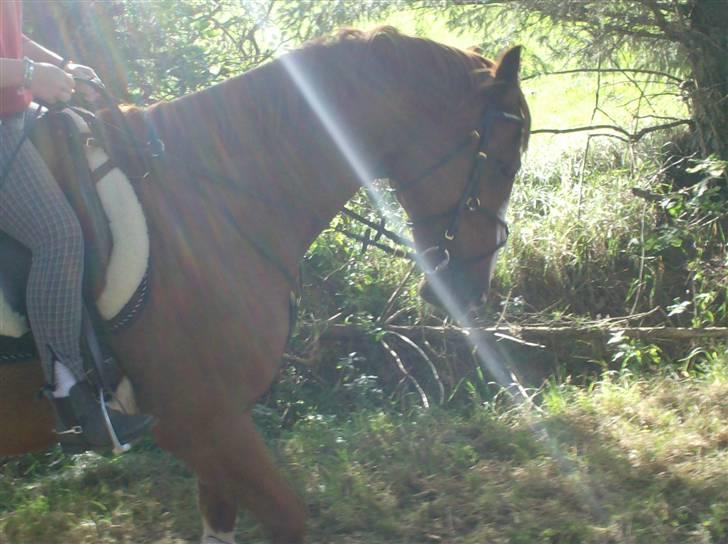 Rens Ungdomsskole 1 billede 5