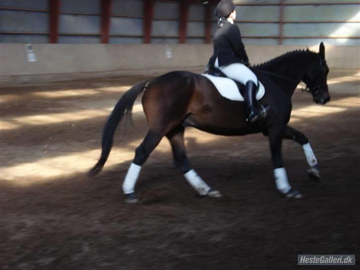 Dressur stævne  Strøgården 18.10.09 billede 7