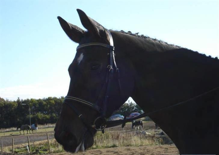 Dressur stævne  Strøgården 18.10.09 billede 9