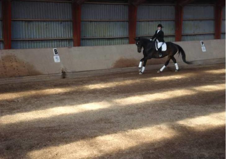 Dressur stævne  Strøgården 18.10.09 billede 10