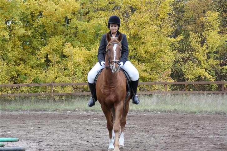 Stævne på Enggården 09 Dressur (rideskolen) billede 14