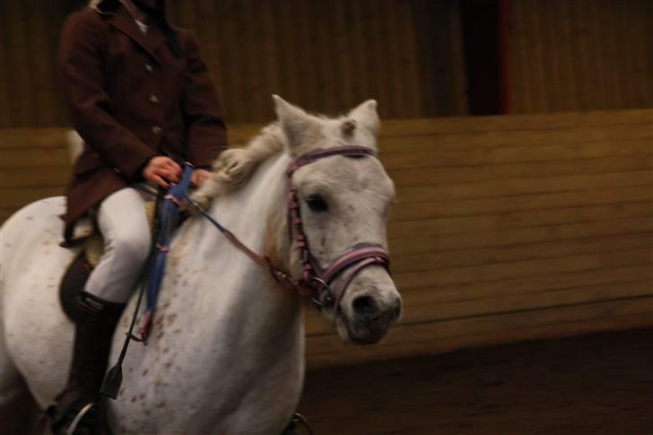 Stævne på Enggården 09 Dressur (rideskolen) billede 41