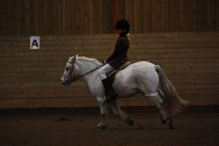 Stævne på Enggården 09 Dressur (rideskolen) billede 43