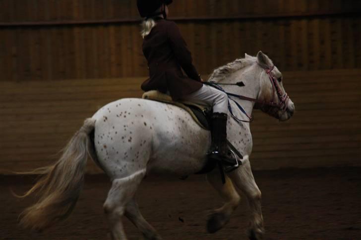 Stævne på Enggården 09 Dressur (rideskolen) billede 44