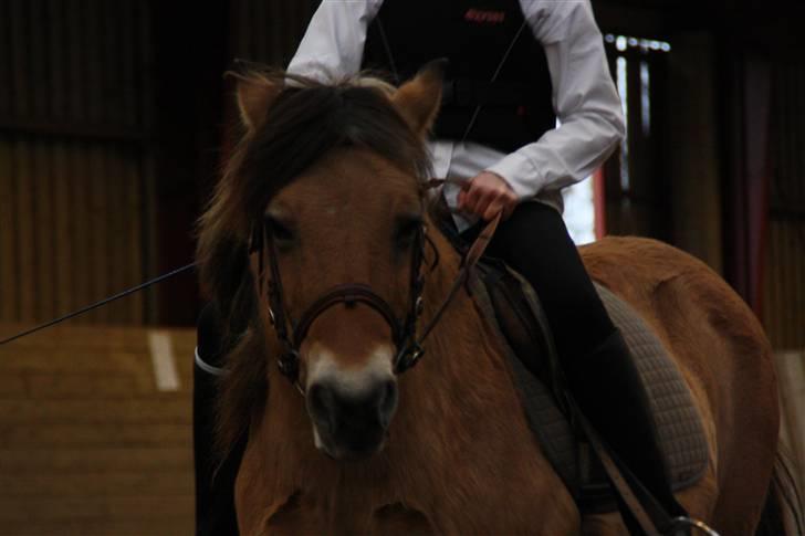 Stævne på Enggården 09 Dressur (rideskolen) billede 70