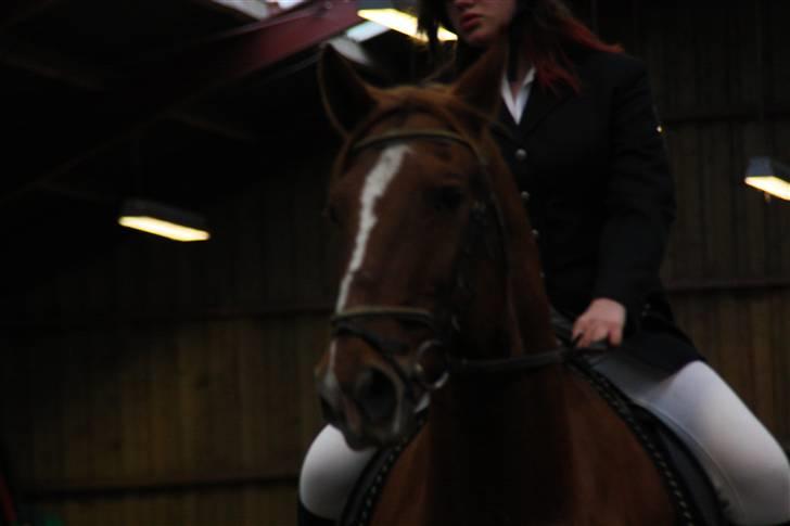 Stævne på Enggården 09 Dressur (rideskolen) billede 72