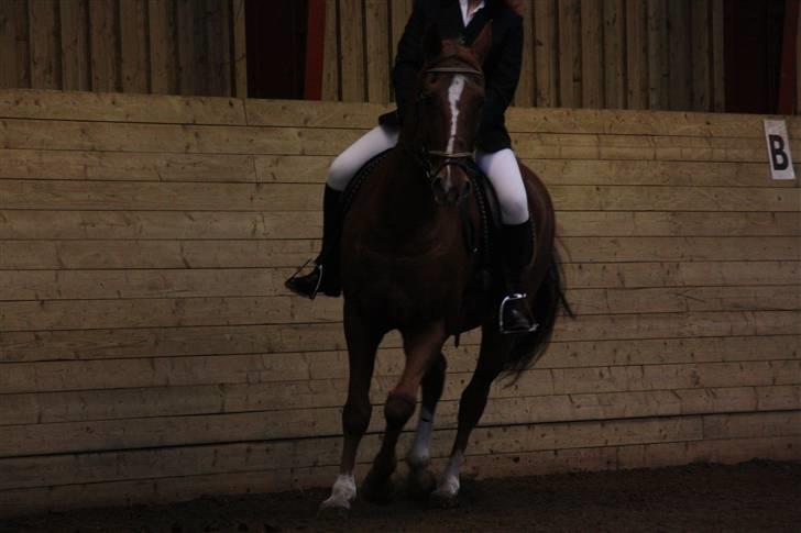 Stævne på Enggården 09 Dressur (rideskolen) billede 80