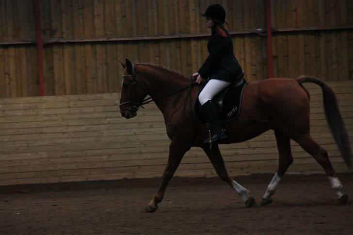 Stævne på Enggården 09 Dressur (rideskolen) billede 81