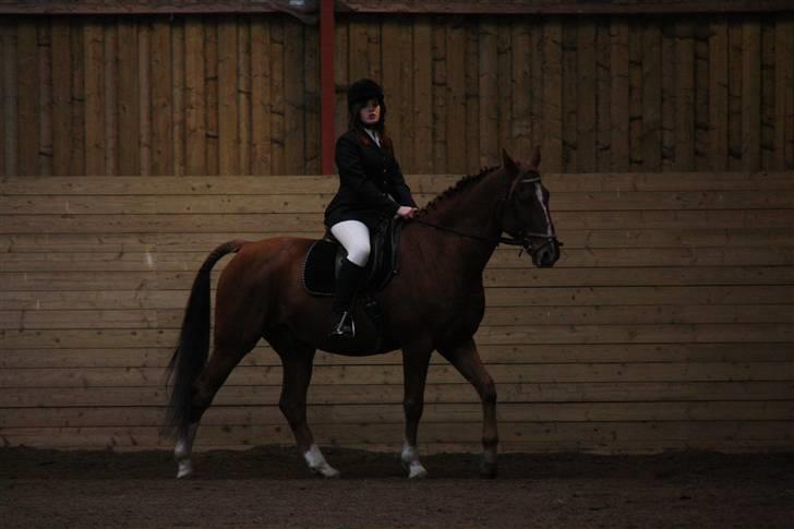 Stævne på Enggården 09 Dressur (rideskolen) billede 84