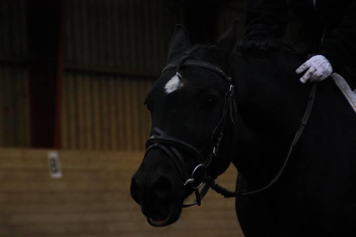 Stævne på Enggården 09 Dressur (rideskolen) billede 86