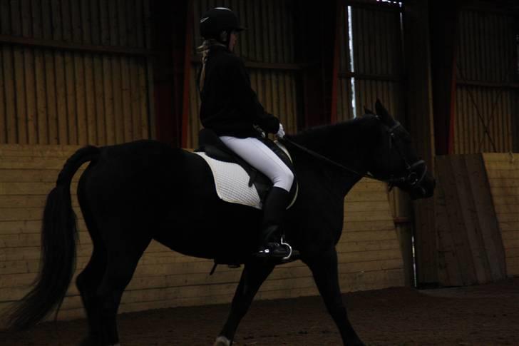 Stævne på Enggården 09 Dressur (rideskolen) billede 98