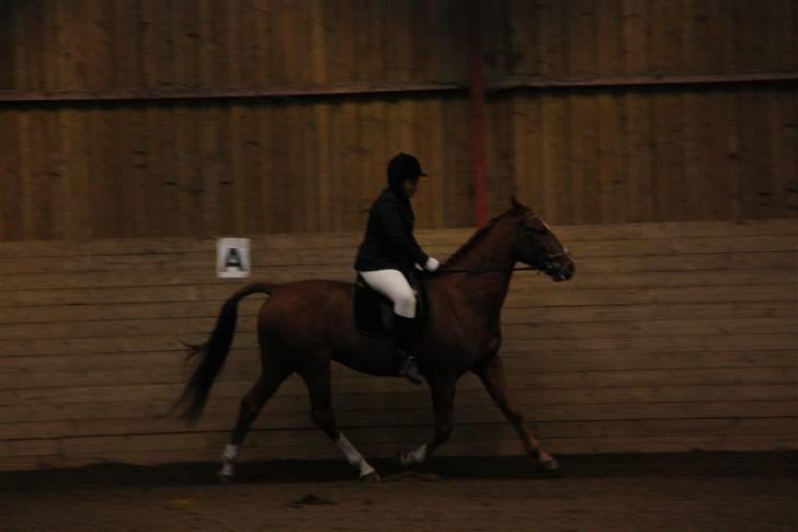 Stævne på Enggården 09 Dressur (rideskolen) billede 117