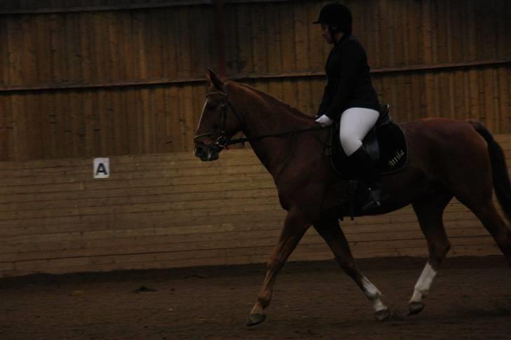 Stævne på Enggården 09 Dressur (rideskolen) billede 119