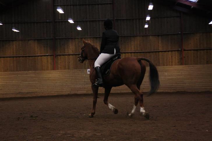 Stævne på Enggården 09 Dressur (rideskolen) billede 122