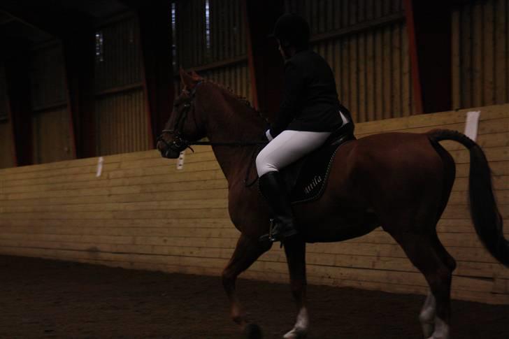 Stævne på Enggården 09 Dressur (rideskolen) billede 123