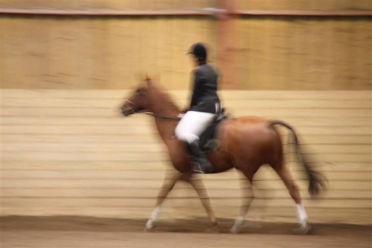 Stævne på Enggården 09 Dressur (rideskolen) billede 137