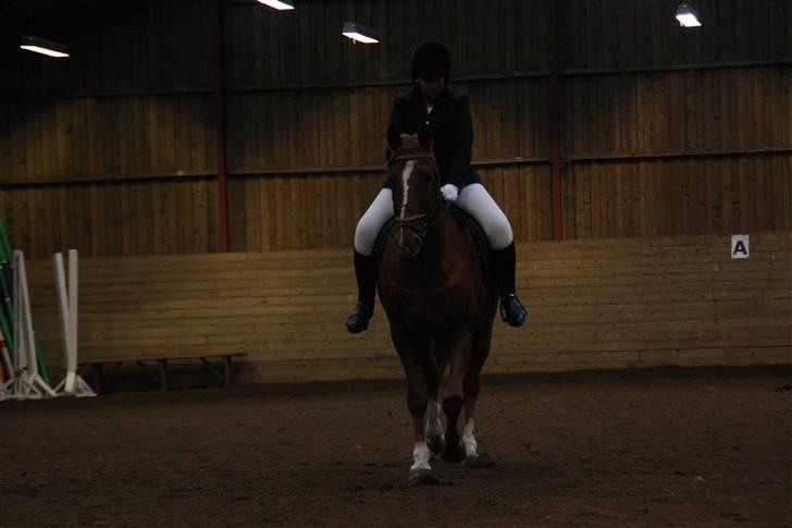 Stævne på Enggården 09 Dressur (rideskolen) billede 139