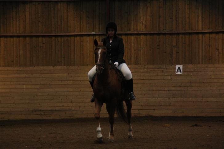 Stævne på Enggården 09 Dressur (rideskolen) billede 140