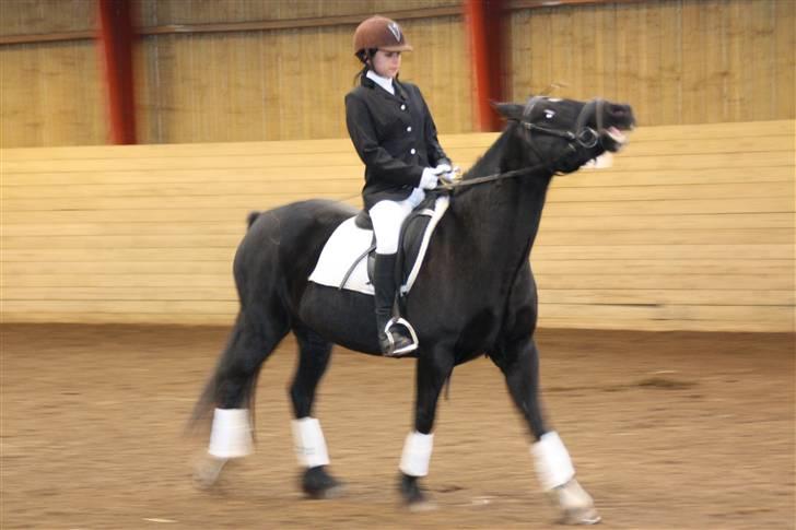 Stævne på Enggården 09 Dressur (rideskolen) billede 141