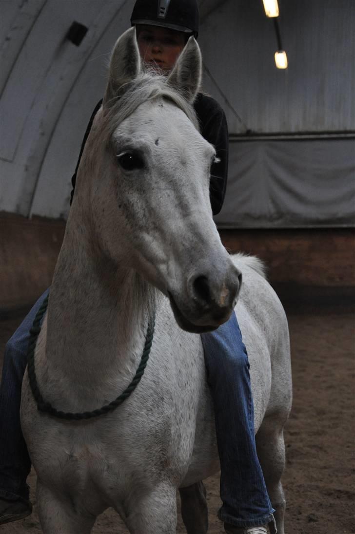 Chiara besøger Gentofte Rideklub - Hun er da smukke billede 3