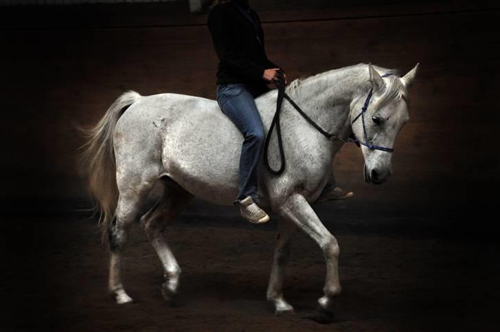 Chiara besøger Gentofte Rideklub - Chiara dressur lavet af Fleur billede 4
