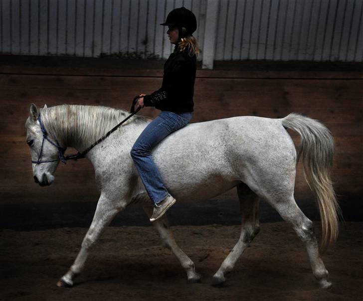 Chiara besøger Gentofte Rideklub - Chiara dressur lavet af Fleur billede 5