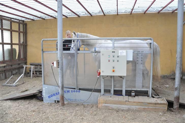 Chiara besøger Gentofte Rideklub - Vi håbede på hun ville blive bange men neeeeeeej lille prut har for stor tillid - rimelig pres når man ved at hun for 1 år siden ville have nægtet bare at nærme sig den billede 6