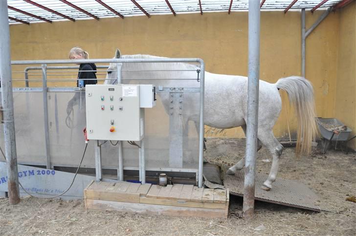 Chiara besøger Gentofte Rideklub - Vi håbede på hun ville blive bange men neeeeeeej lille prut har for stor tillid - rimelig pres når man ved at hun for 1 år siden ville have nægtet bare at nærme sig den billede 7