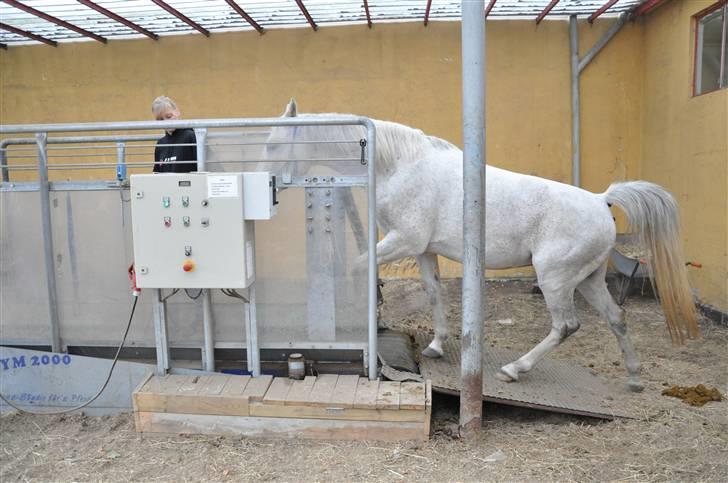 Chiara besøger Gentofte Rideklub - Vi håbede på hun ville blive bange men neeeeeeej lille prut har for stor tillid - rimelig pres når man ved at hun for 1 år siden ville have nægtet bare at nærme sig den billede 8
