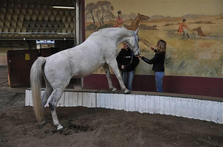 Chiara besøger Gentofte Rideklub - Chiara kom op efter nogle forsøg - det var meget lang tid siden hun havde lavet dette trick billede 10