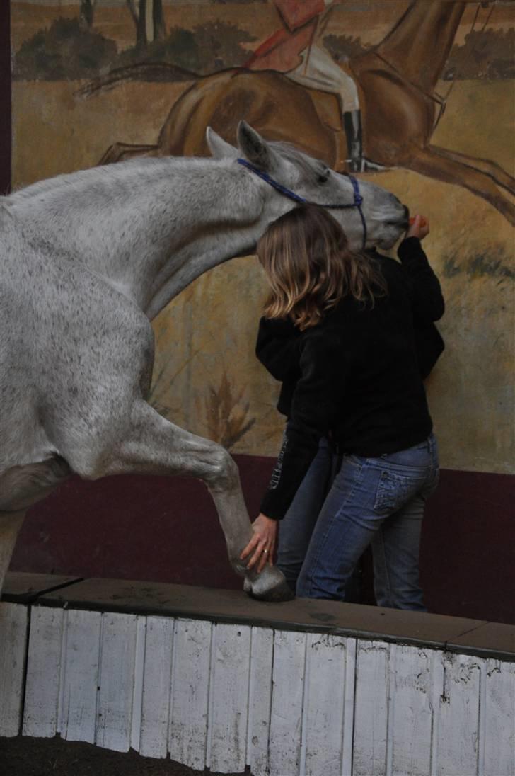 Chiara besøger Gentofte Rideklub - Vi prøver billede 11