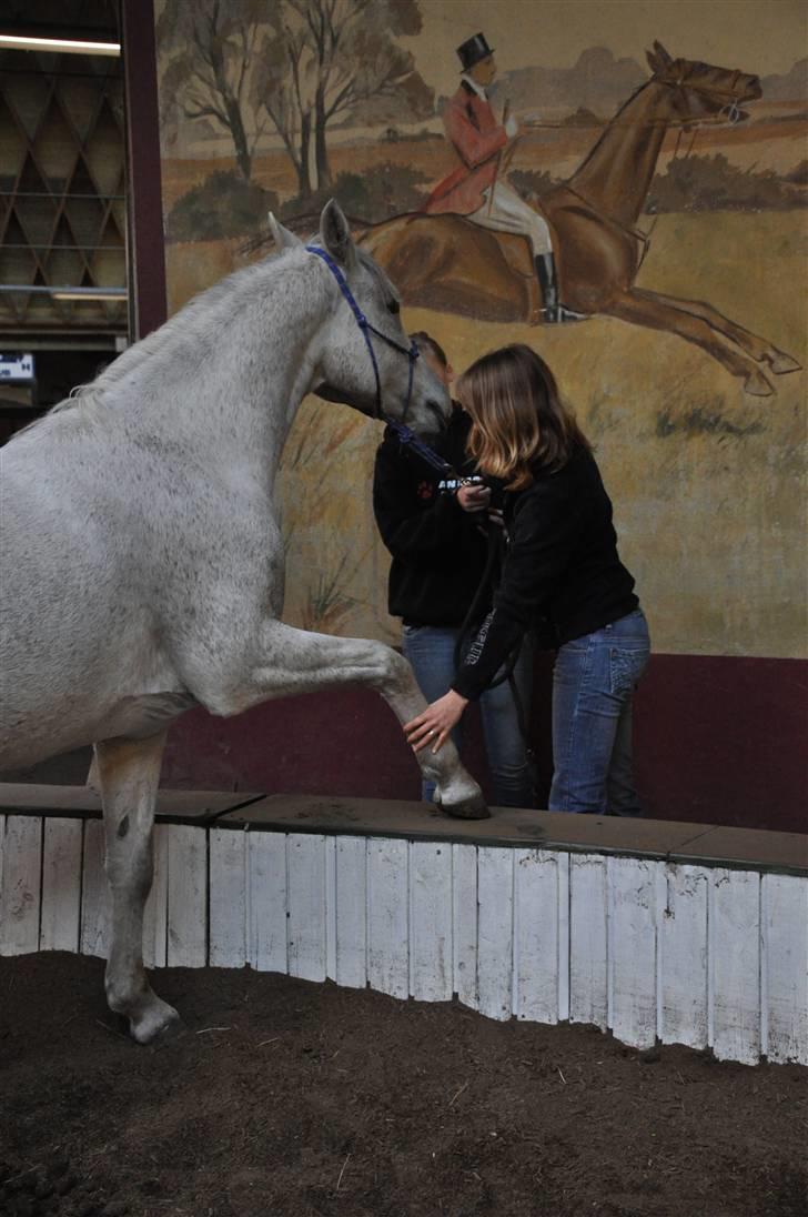 Chiara besøger Gentofte Rideklub - Vi prøver med en hest som bare tænker: "hva FANDEN laver i" billede 12