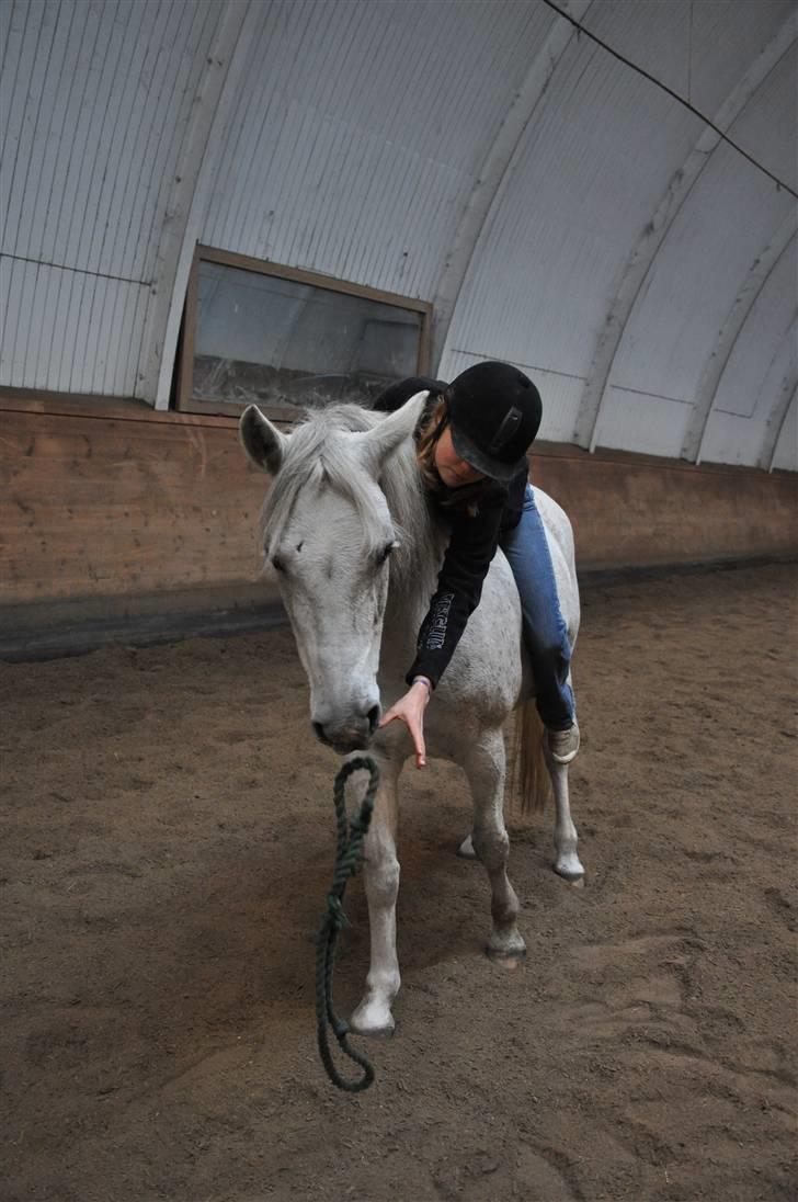 Chiara besøger Gentofte Rideklub - Haha Chiaras meget dårlige vane med at tabe træktovet liiiige inden vi får fat på det billede 13