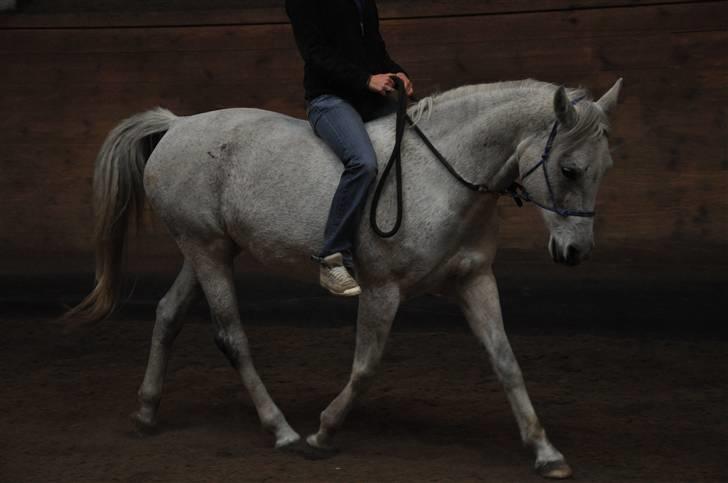 Chiara besøger Gentofte Rideklub - Dressur i sportens ridehus - vildt at hun var så afslappet og god på fremmed sted, kæft vi er kommmet langt med hende billede 14