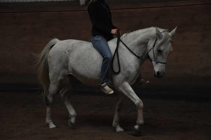 Chiara besøger Gentofte Rideklub - Dressur i sportens ridehus - vildt at hun var så afslappet og god på fremmed sted, kæft vi er kommmet langt med hende billede 15
