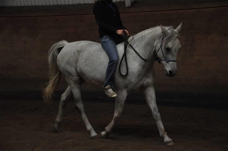 Chiara besøger Gentofte Rideklub - Dressur i sportens ridehus - vildt at hun var så afslappet og god på fremmed sted, kæft vi er kommmet langt med hende billede 16
