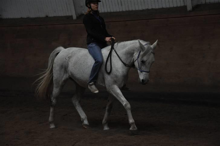 Chiara besøger Gentofte Rideklub - Dressur i sportens ridehus - vildt at hun var så afslappet og god på fremmed sted, kæft vi er kommmet langt med hende billede 17