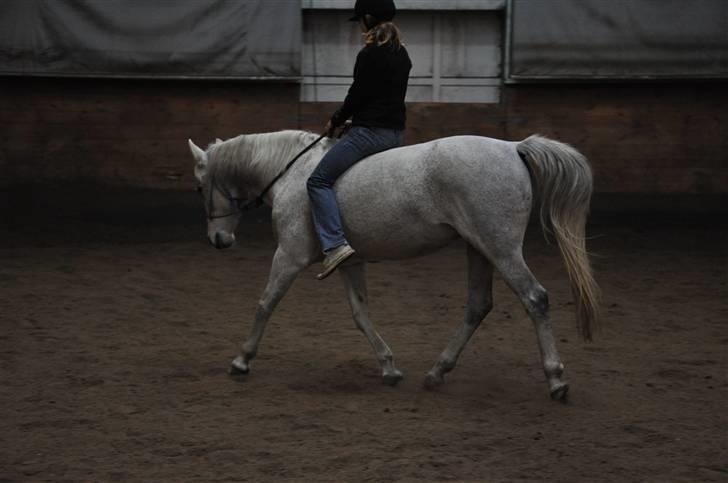Chiara besøger Gentofte Rideklub - Dressur i sportens ridehus - vildt at hun var så afslappet og god på fremmed sted, kæft vi er kommmet langt med hende billede 18