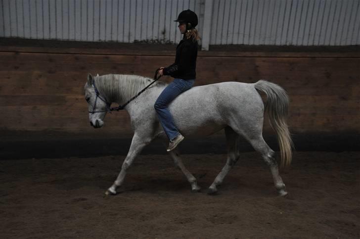 Chiara besøger Gentofte Rideklub - Dressur i sportens ridehus - vildt at hun var så afslappet og god på fremmed sted, kæft vi er kommmet langt med hende billede 19